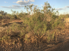 Eremophila bignoniiflora