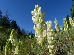 Lupinus densiflorus