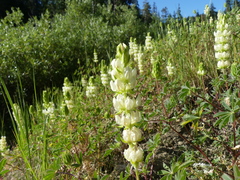 Lupinus densiflorus