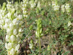 Lupinus densiflorus