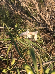 Eremophila bignoniiflora