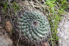 Mammillaria wagneriana