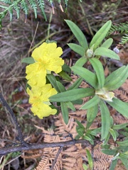 Hibbertia saligna