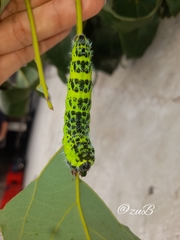 Copaxa multifenestrata