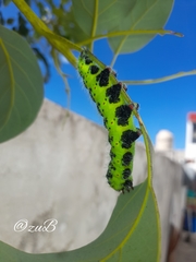 Copaxa multifenestrata