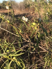 Eremophila bignoniiflora
