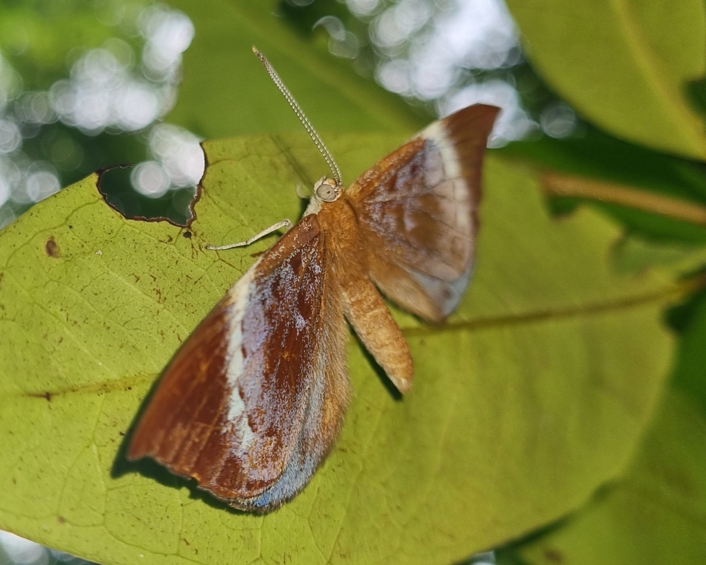 Behemothia godmanii