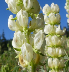 Lupinus densiflorus