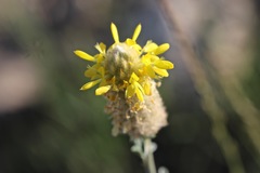 Dalea aurea
