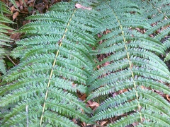 Dryopteris affinis