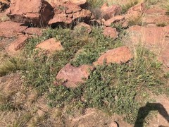 Searsia magalismontana magalismontana