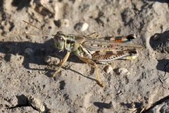 Melanoplus occidentalis