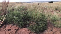 Searsia magalismontana magalismontana