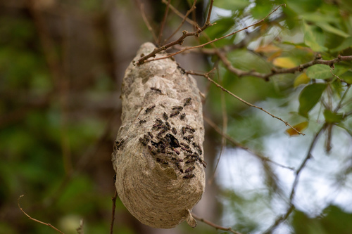 Photo of Yellow-banded Polybia Wasp (Polybia occidentalis)