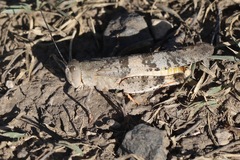 Trimerotropis pistrinaria