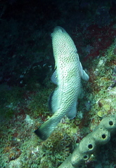Epinephelus guttatus