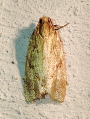 Sparganothis pilleriana