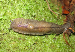 Pseudaneitea