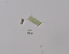 Desmodesmus opoliensis