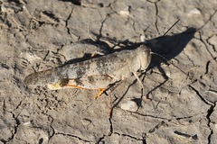 Trimerotropis pistrinaria