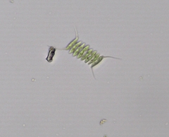 Desmodesmus opoliensis