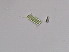 Desmodesmus opoliensis