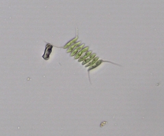 Desmodesmus opoliensis