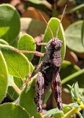 Melanoplus oreophilus