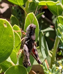Melanoplus oreophilus