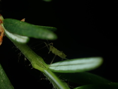 Euceraphis gillettei