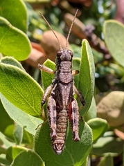 Melanoplus oreophilus