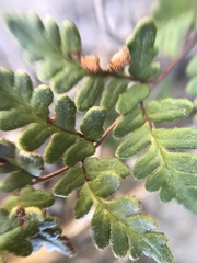 Cheilanthes hypoleuca