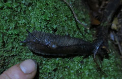 Pseudaneitea