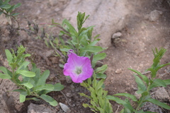 Ipomoea lenis