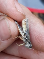 Melanoplus alpinus