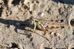 Melanoplus occidentalis