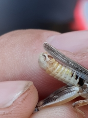 Melanoplus alpinus