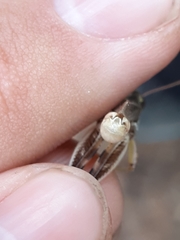 Melanoplus alpinus