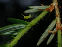 Euceraphis gillettei