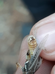 Melanoplus alpinus