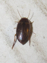 Copelatus debilis