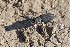 Cicindela obsoleta