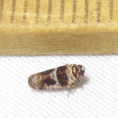 Catonia texana