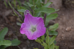 Ipomoea lenis