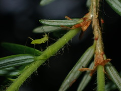 Euceraphis gillettei