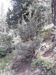 Juniperus occidentalis
