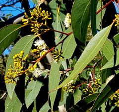 Eucalyptus obstans