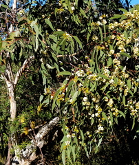 Eucalyptus obstans