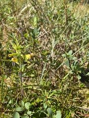 Pedicularis labradorica