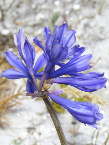 Agapanthus africanus
